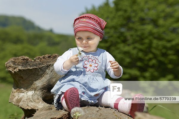 Weibliches Baby sitzt auf einem Baumstumpf mit einer Pusteblume