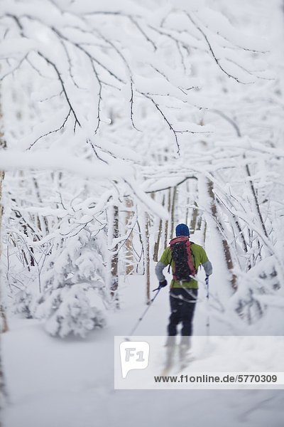 Ein Mann Skitouren Amoungst schneebedeckte Harthölzer  JayPeak Backcountry  Vermont  Vereinigte Staaten