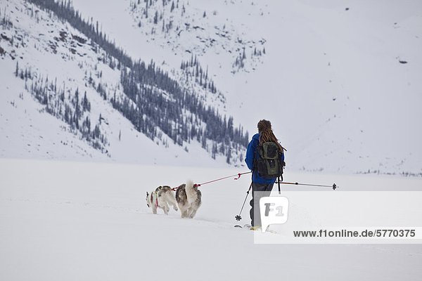 A man uses his dogs to ski tour across a frozen lake in Banff National Park  Icefields Parkway  Alberta  Canada