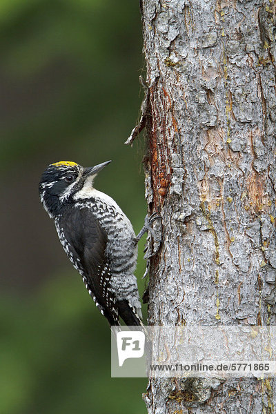 Amerikanische drei – Toed Woodpecker (Picoides Dorsalis) thront auf einem Zweig in der Okanagan Valley  British Columbia  Kanada.