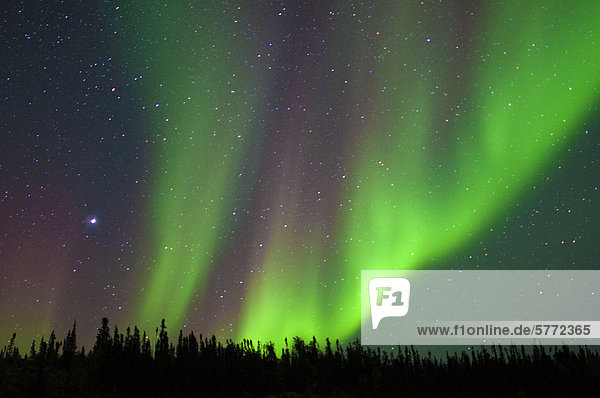 Aurora Borealis (Polarlichter)  borealen Wald  Umgebung von Yellowknife  Northwest Territories  Kanada