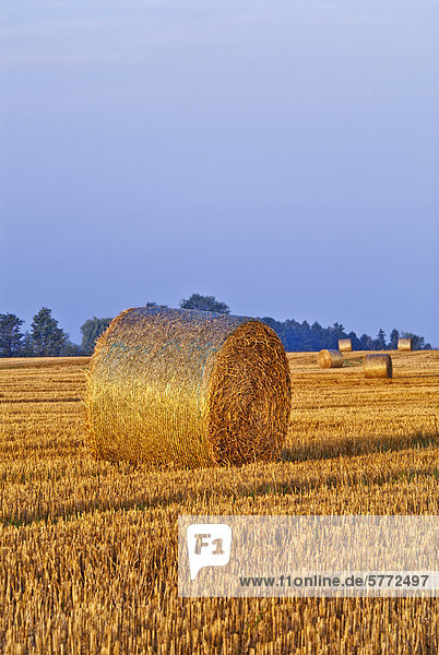 Barley bales in field near Thornton  Ontario  Canada