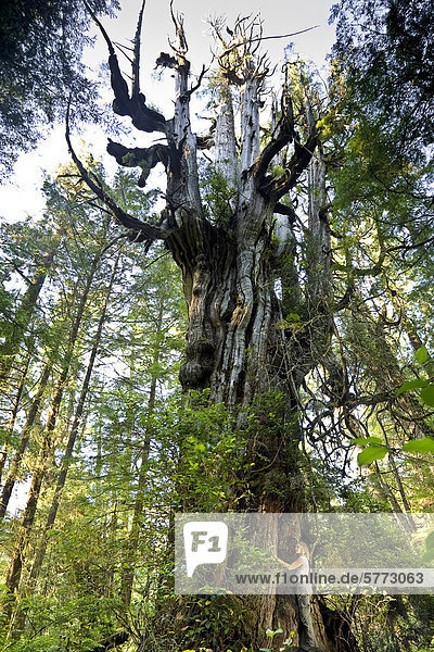 Eine Frau umarmt einen antike westliche Rotzeder-Baum (Lebensbaum  Thuja Plicata)  der eindrucksvollen Kandelaber-wie oben manchmal gefunden auf einige ältere Exemplare dieser Baumarten aufweist. Der Baum wächst in einem abgelegenen Ort auf der Insel Flores  nördlich von Tofino im Clayoquot Sound  British Columbia  Kanada.