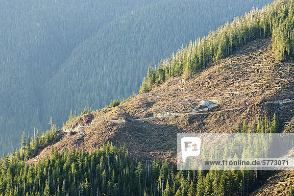 Primärwald wird Clearcut an einem Berghang in der Nähe der Stadt Port Renfrew am südlichen Vancouver Island  British Columbia  Kanada.