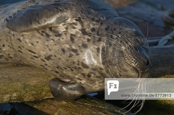 Harbor Seal in der Nähe von Nanaimo  BC