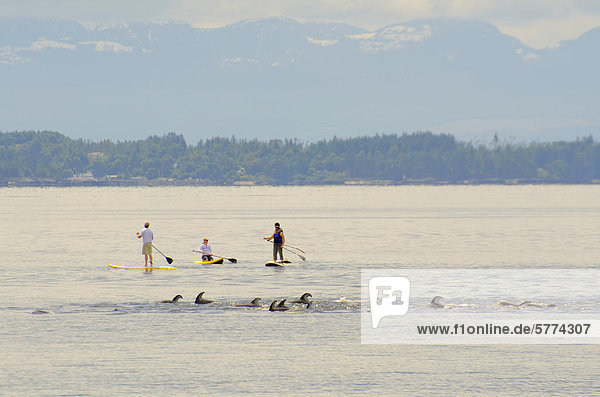 Longboarders beobachten Sie  wie eine Schote weiß-seitig Pacific Delphine schwimmen an ihnen vorbei Willingdon Strand in Powell River  am British Columbias Sunshine Coast  in der Region Vancouver Küste & Berge  Kanada