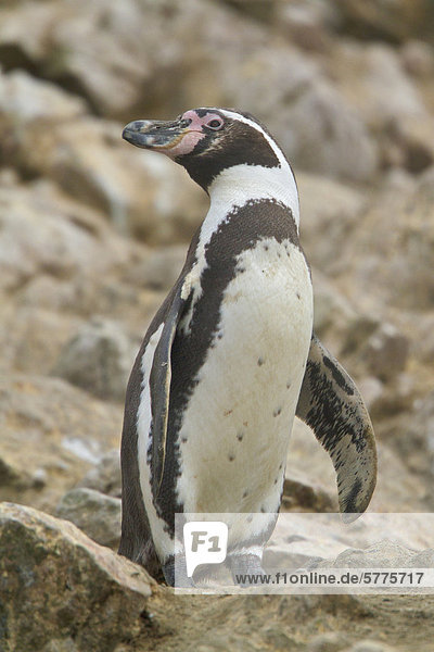 Humboldt-Pinguin (Spheniscus Humboldti) oder Peruvian Penguin oder Patranca  ist eine südamerikanische Pinguin  der in küstennahen  Peru und Chile brütet