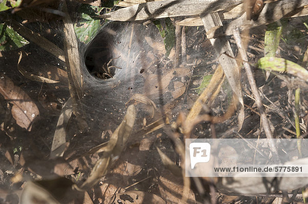 Spinne im Netz  Ornithoctoninae  Unterfamilie der Vogelspinnen  Nordthailand  Thailand  Asien