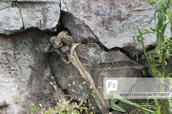 Ringelnatter (Natrix natrix) und Würfelnattern (Natrix tessellata) schauen aus Mauerspalt  abgestreifte Schlangenhaut hängt an einem Stein  Plattensee  Ungarn  Europa