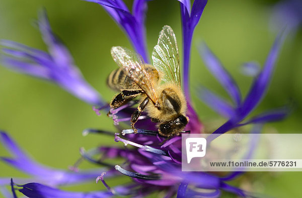 Karnische Honigbiene (Apis mellifera var carnica) auf blauer Blüte  Bergflockenblume (Centaurea montana L.)