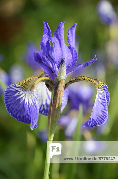 Sibirische Schwertlilie (Iris sibirica)  Blüte