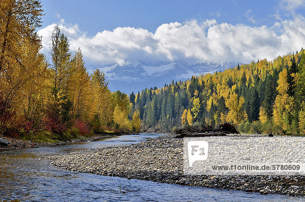 Herbst Farbe  Elk River  Fernie  Britisch-Kolumbien  Kanada