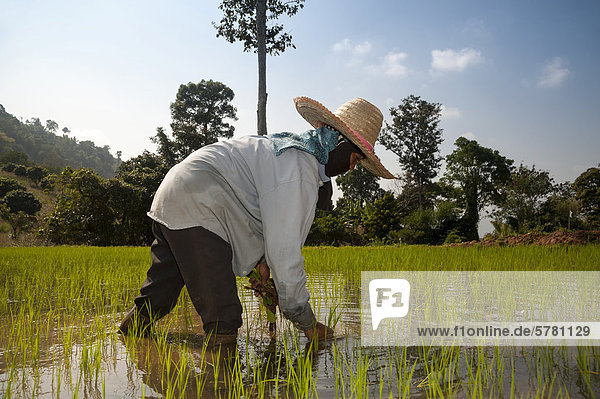 Bäuerin mit Hut  Arbeit im Reisfeld  Reispflanzen im Wasser  Reisanbau  Nordthailand  Thailand  Asien