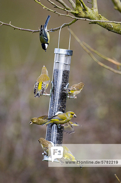 Grünfinken (Carduelis chloris) und eine Kohlmeise (Parus major)  ausgewachsene Vögel fressen an einem Futterhäuschen im Garten  England  Großbritannien  Europa