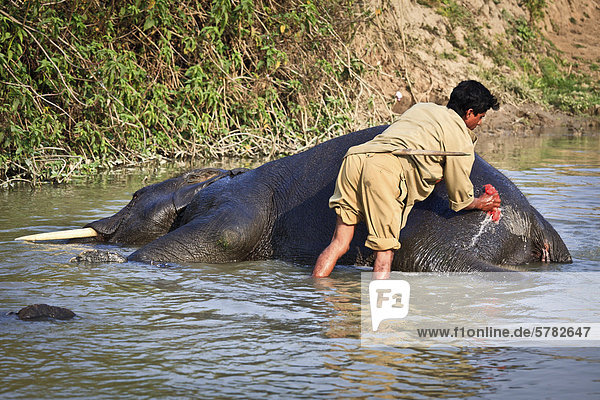 Ein Mann badet einen asiatischen Elefanten (Elephas maximus) in Kaziranga-Nationalpark  Assam  Indien  Asien
