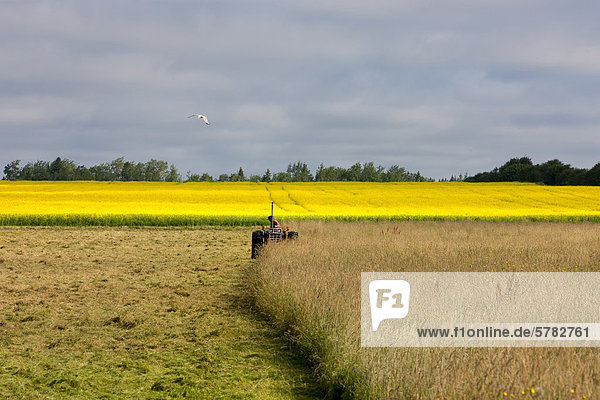 Farmer cutting hay in front of Canola Field in bloom  Guernsey Cove  Prince Edward Island  Canada