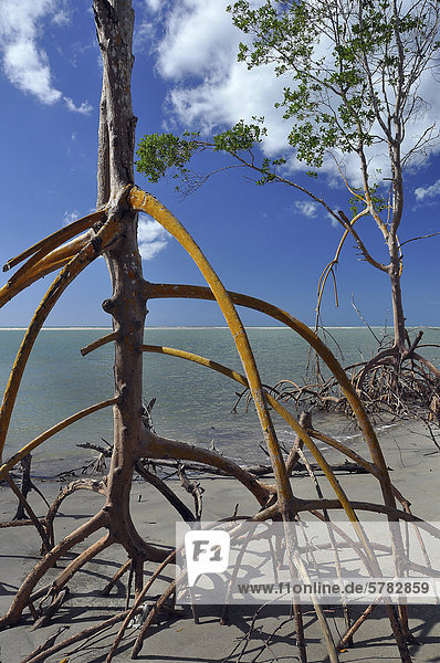 Stilt roots of a tree in the mangroves in Brazil  Caribbean coast  Ceara  Brazil  South America