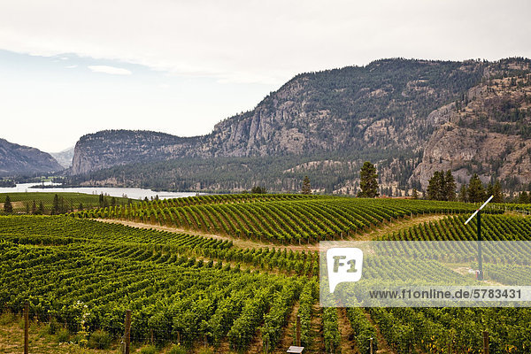 Weinberg am blauen Berg Weingut in der Nähe von Okanagan Falls  Okanagan Valley  BC  Kanada.