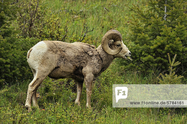 Bighorn-Schafe (Ovis Canadensis)-Rams  die Nahrungssuche am Hang