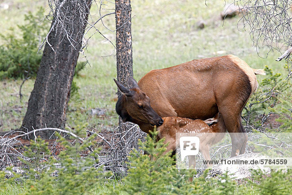 Kuh Elche oder Wapiti (Cervus Canadensis) und neugeborene Kalb