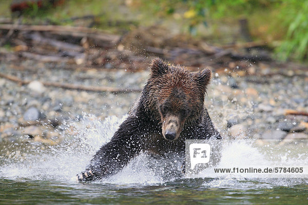 Grizzlybär (Ursus Arctos Horribilis) Jagd nach Lachs auf einem BC-Küsten-Fluss