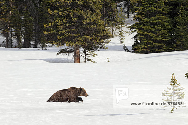 Grizzlybär durchlaufen einen hohen Berg pass im Tiefschnee im zeitigen Frühjahr