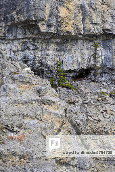 Bergziege (Oreamnos Americanus)  Kindermädchen und Kid auch bekannt als Rocky Mountain Ziege in Jasper Nationalpark  Alberta  Kanada