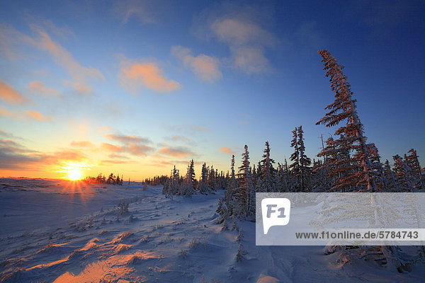 Nördliche Treeline des borealen Waldes in der subarktischen  nördlichen Manitoba  Kanada