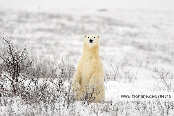Neugierig Eisbär (Ursus Maritimus) in die kanadische Subarktische