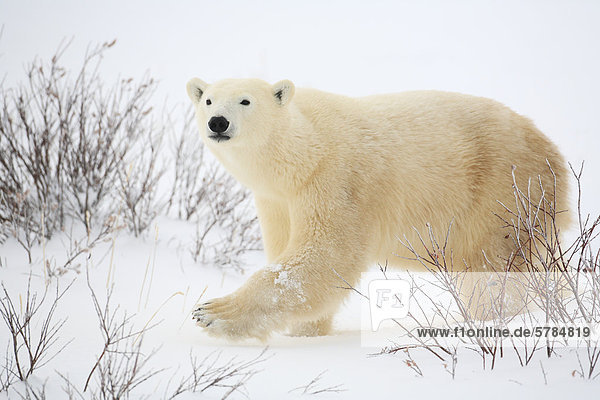 Eisbär (Ursus Maritimus)