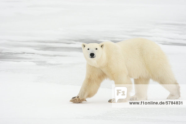 Eisbär (Ursus Maritimus) zu Fuß auf dem Eis in der kanadischen Arktis