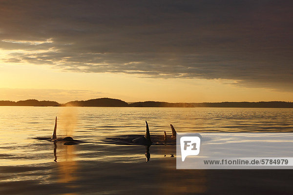 Schwertwal Orcinus orca Sonnenuntergang British Columbia Meerenge Wal