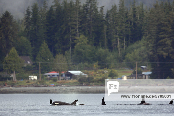 Schwertwal Orcinus orca Korridor Korridore Flur Flure innerhalb Kanada Wal