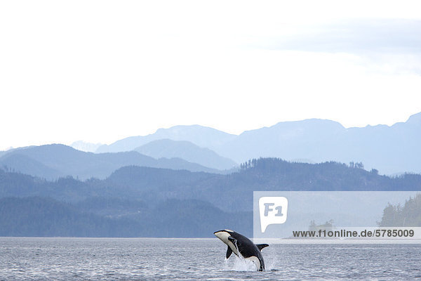 Schwertwal (Orcinus Orca)  gemeinhin als der Orca-Wale oder Orca Verletzung gegen die Coast Mountains  BC  Kanada
