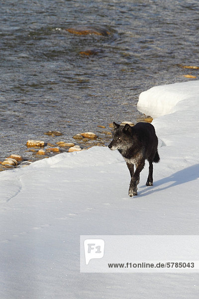 Wolf Canis lupus schwarz ungestüm Holz Banff Nationalpark Alberta Kanada