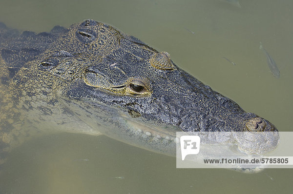 Crocodylus Moreletii  Morelet Krokodil oder mexikanische Krokodil  Coba  Quintana Roo  Mexiko