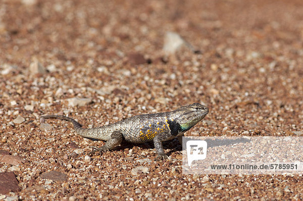 Die Desert Spiny Lizard  Sceloporus Magister  Paria Canyon-Vermilion Cliffs Wilderness Area  Utah  Vereinigte Staaten