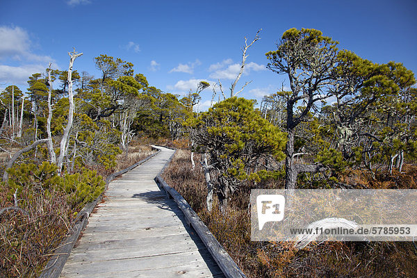 Shorepine Bog Trail Boardwalk im Pacific Rim National Park in der Nähe von Tofino Britisch-Kolumbien Kanada im Clayoquot Sound UNESCO Biosphärenreservat auf Vancouver Island.