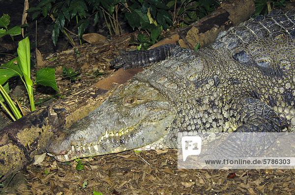 Spitzkrokodil (Crocodylus Acutus) Sonnen  Belize  Mittelamerika