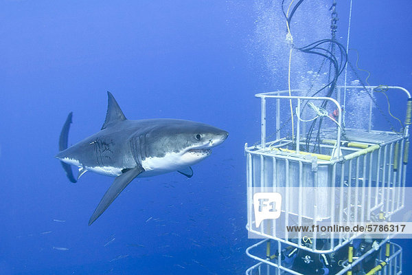 Cage-diving for great white sharks (Carcharodon carcharias)  Isla Guadalupe  Baja  Mexico