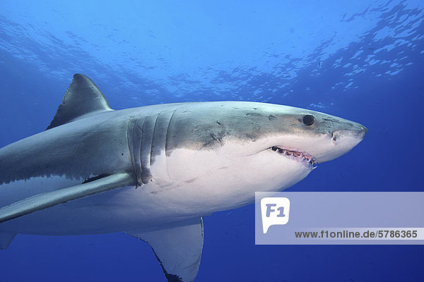 Weißer Hai (Carcharodon Carcharias)  Isla Guadalupe  Baja  Mexiko