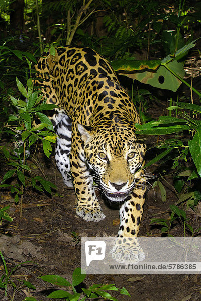 Jaguar (Panthera Onca),  tropischen Regenwald,  Belize,  Mittelamerika