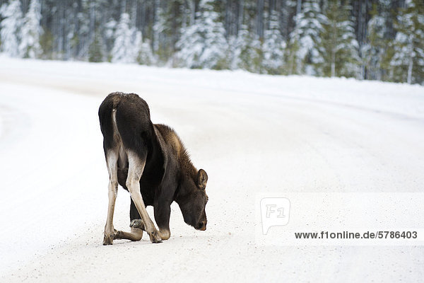 Moose calf (Alves alces) 7-months old eating salt from a winter road  Canadian Rocky Mountains  Jasper National Park  western Alberta  Canada