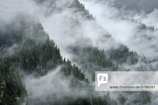 Eine reizvolle Landschaft Bild der Nadelbäume wachsen auf den Seiten der steilen Küste Mountains von British Columbia nahe der Stadt von Stewart auf einem nassen nebligen Morgen
