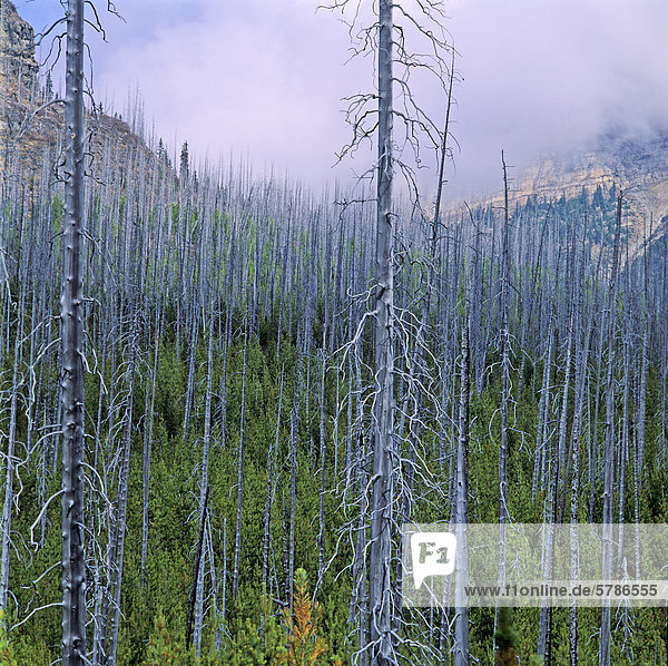 Feuer  Kiefer  Pinus sylvestris  Kiefern  Föhren  Pinie  Entspannung  Küsten-Kiefer  Pinus contorta  Rocky Mountains  Kootenay Nationalpark  British Columbia  Kanada