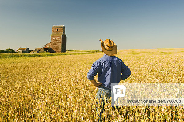 a man standing in a spring wheat field looks out over an old grain elevator  abandoned/ghost town of Bents  Saskatchewan  Canada