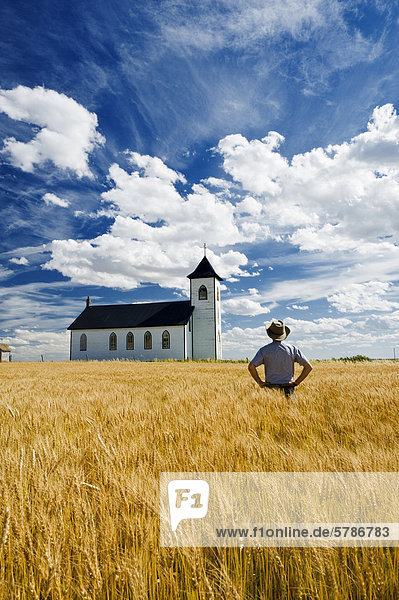 a man looks out from a mature   harvest ready durum wheat field at St. Elizabeth Roman Catholic Church  near Gravelburg  Saskatchewan  Canada