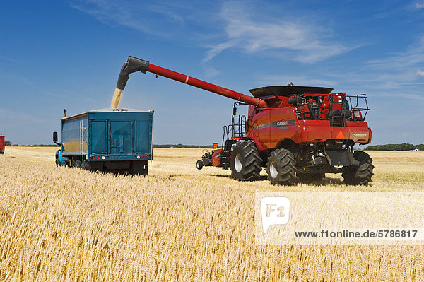 ein Mähdrescher Schnecken Gerste in einem Bauernhof LKW neben ein Weizenfeld während der Ernte in der Nähe von Dugald Manitoba Kanada