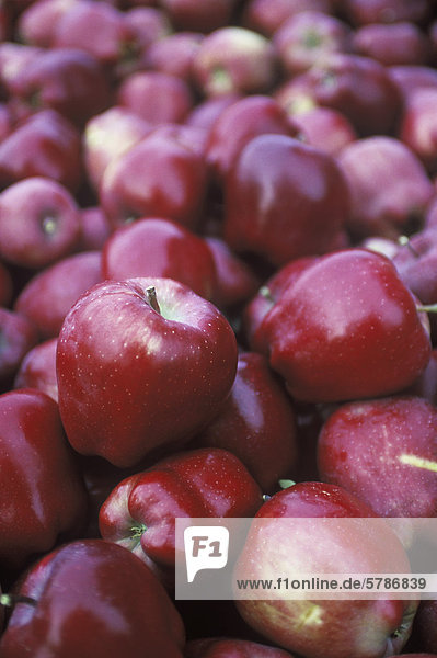 Äpfel geerntet in Kisten im Obstgarten  British Columbia  Kanada.