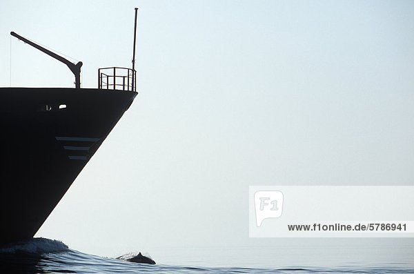 Beugen Sie Frachtschiffes mit Dall der Schweinswale  British Columbia  Kanada.